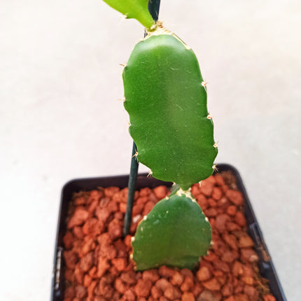 Hyolocereus undatus - fruta de dragón (Pitahaya)