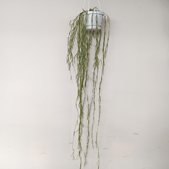 Hoya linearis (epífita)