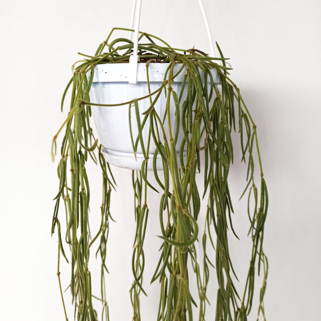 Hoya linearis (epífita)