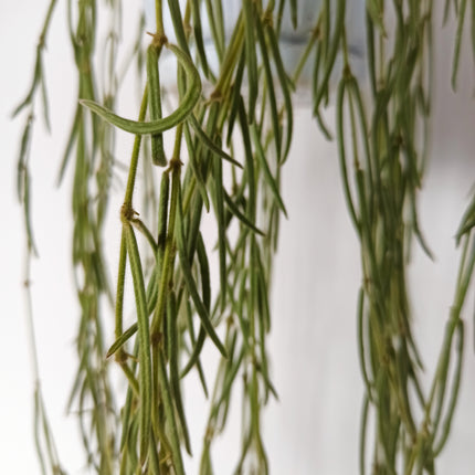 Hoya linearis (epiphyte)
