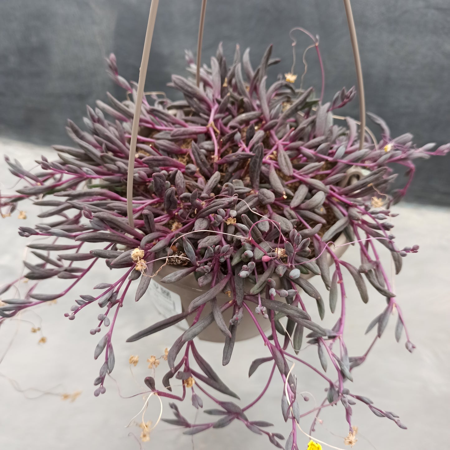 Othona capensis cv collar de rubíes (epífita)