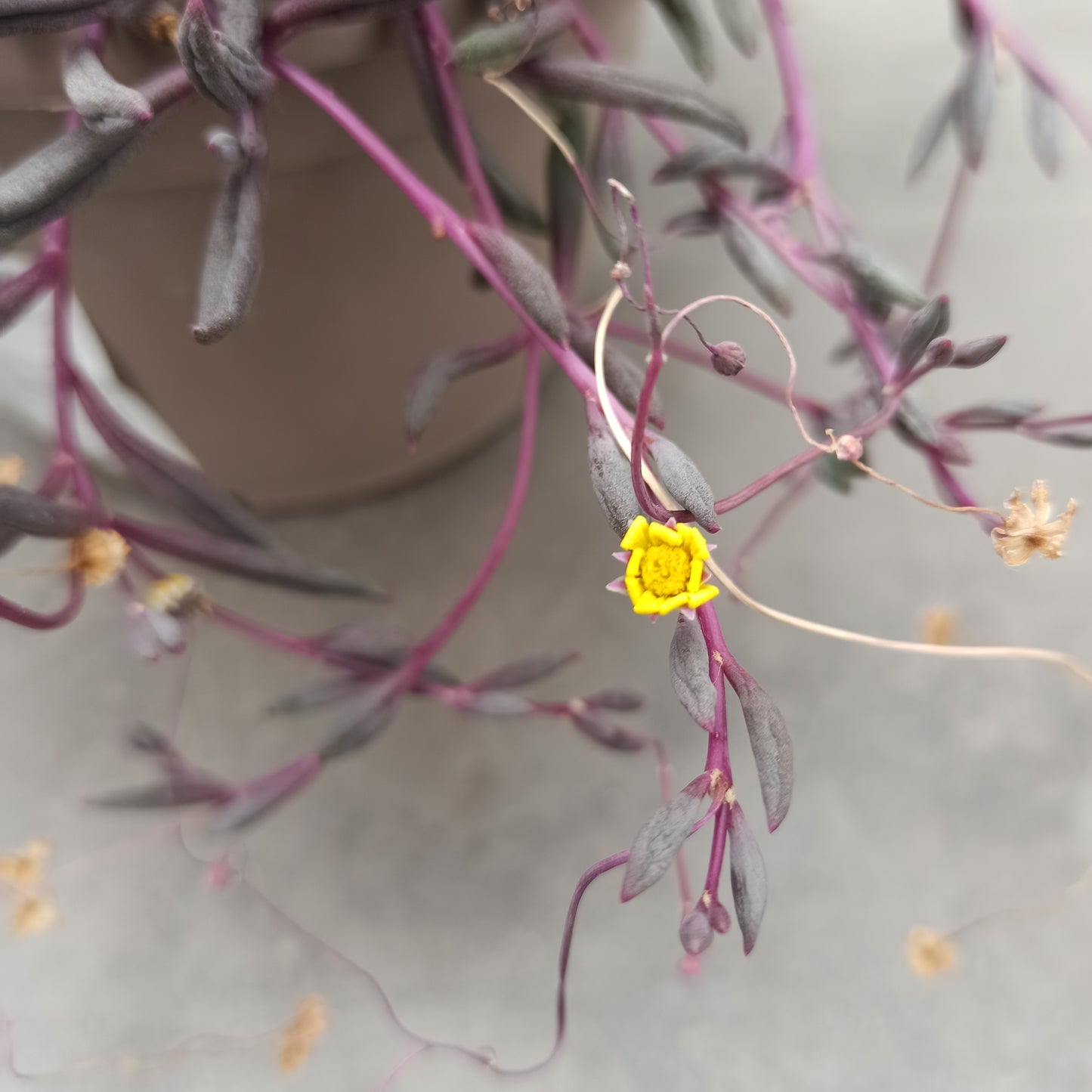 Othona capensis cv ruby ​​collar (epiphyte)