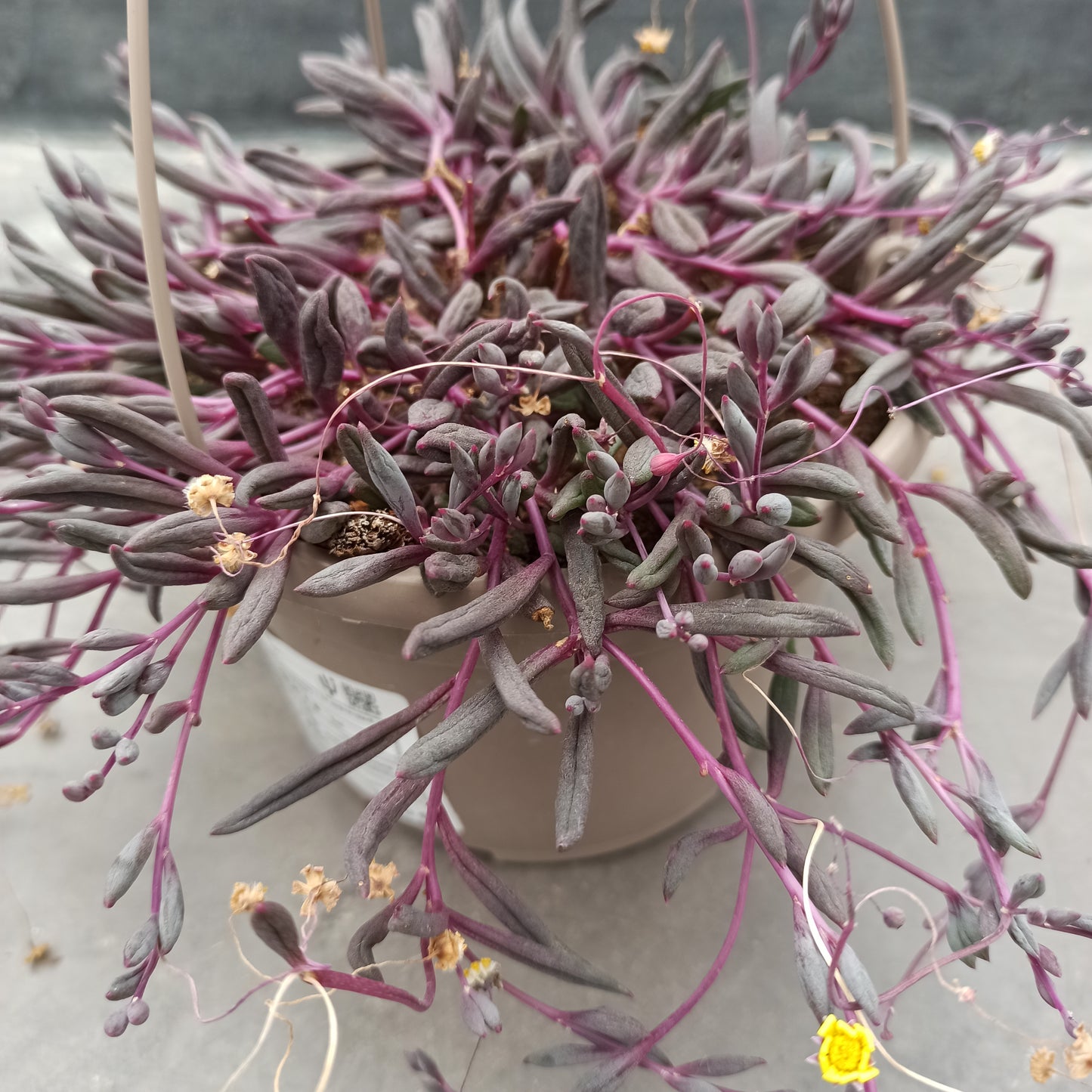 Othona capensis cv collar de rubíes (epífita)