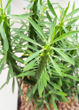Euphorbia loricata 'S' y 'L' - DesertSTORE.es