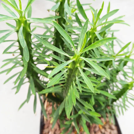 Euphorbia loricata 'S' y 'L' - DesertSTORE.es