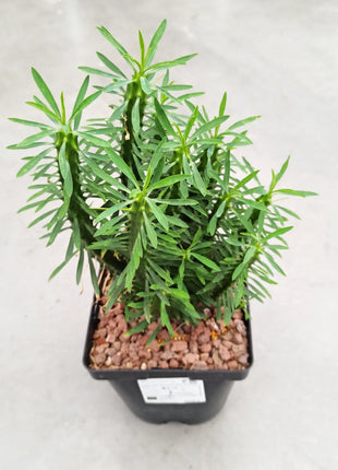 Euphorbia loricata 'S' y 'L' - DesertSTORE.es