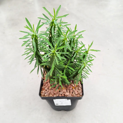 Euphorbia loricata 'S' y 'L' - DesertSTORE.es