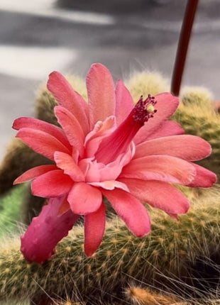 Cleistocactus colademononis “Cola de mono”
