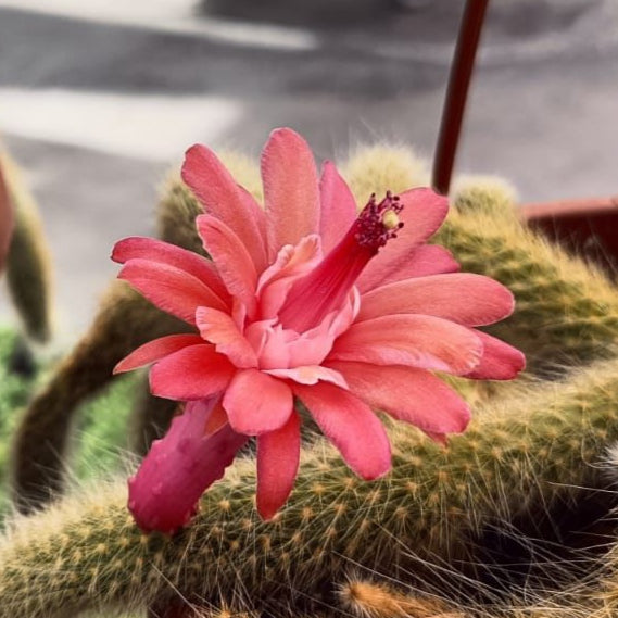 Cleistocactus colademononis “Cola de mono”