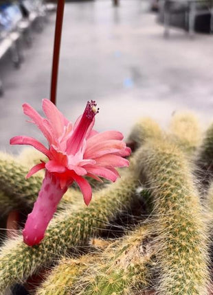 Cleistocactus colademononis “Cola de mono”