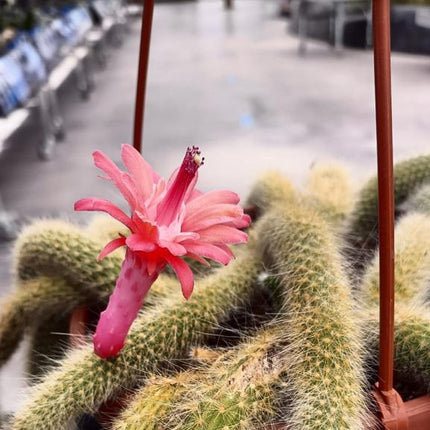 Hildewintera colademononis (Monkey's tail)