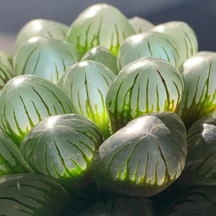 Haworthia ikra ‘Sky lantern’ (H. cooperi var. truncata) ‘Sky lantern’