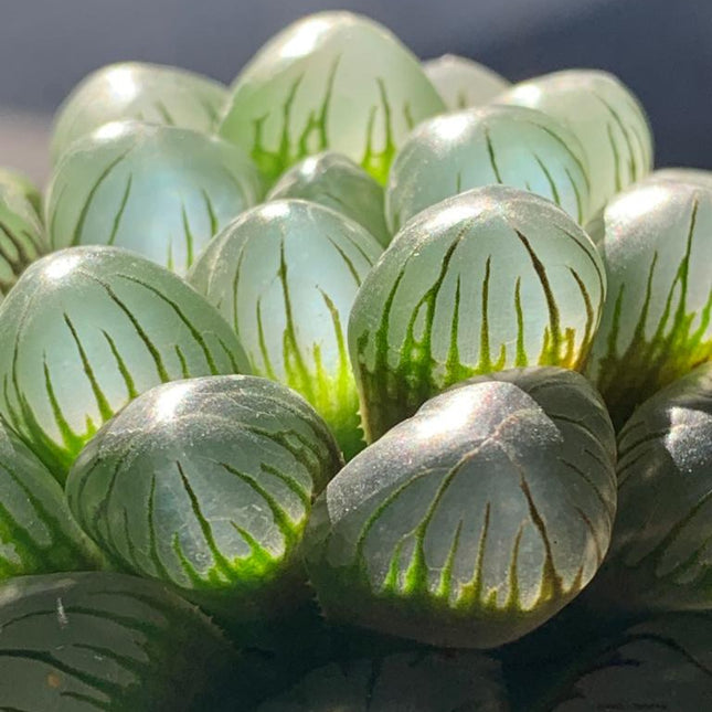 Haworthia ikra ‘Sky lantern’ (H. cooperi var. truncata) ‘Sky lantern’