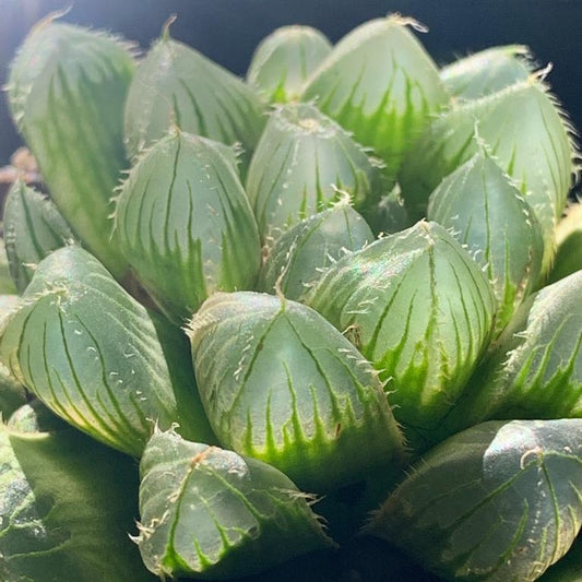 Haworthia cooperi var. pilifera