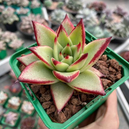 Echeveria agavoides 'Red Edge'