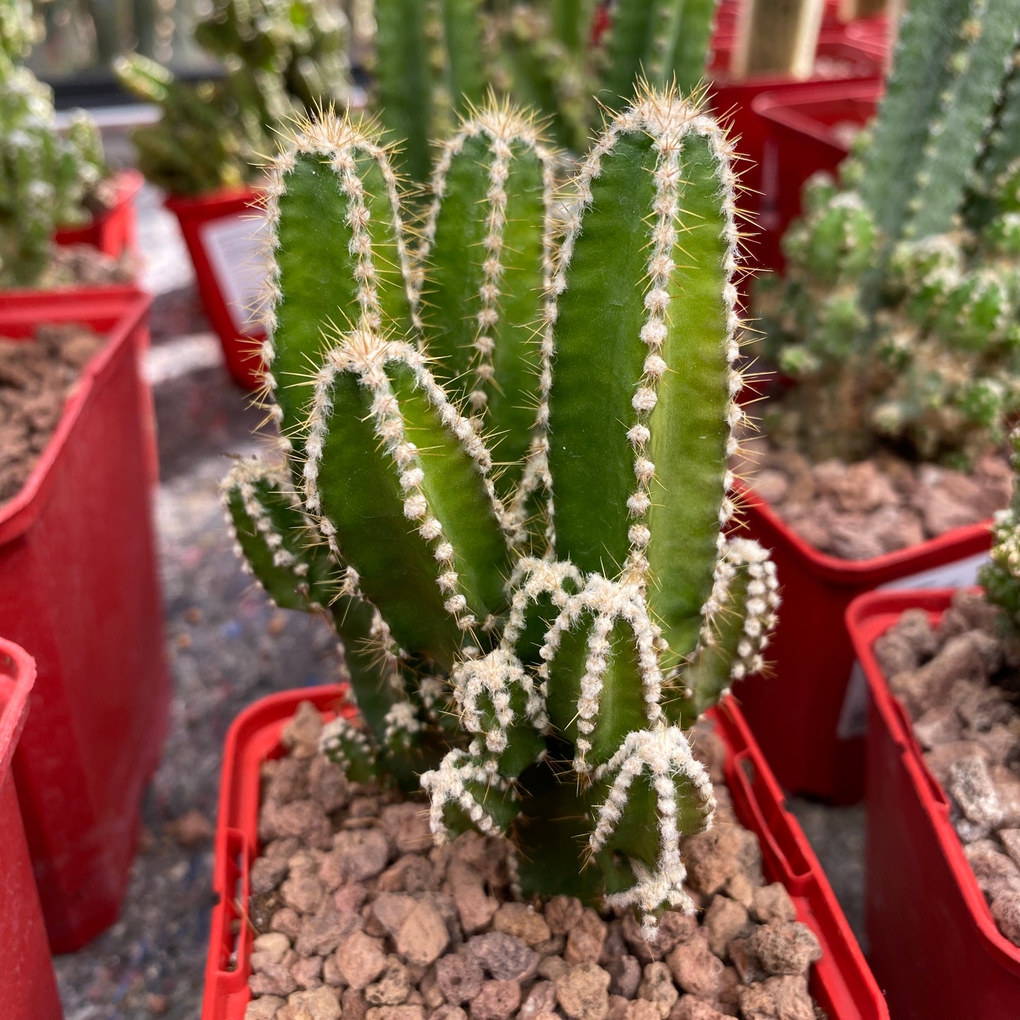 Acanthocereus tetragonus cv. Fairy Castle (Computer Cactus / Fairy Castle)