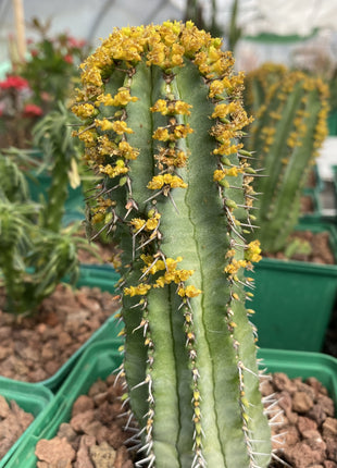 Euphorbia fruticosa
