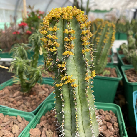Euphorbia fruticosa