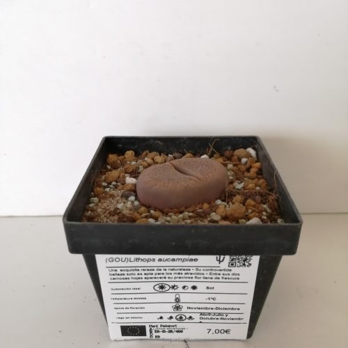 Lithops leslei var. Mary and