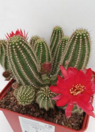 Lobivia silvestrii