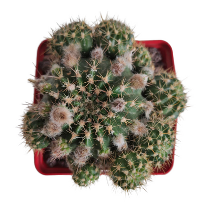 Lobivia cardenasiana