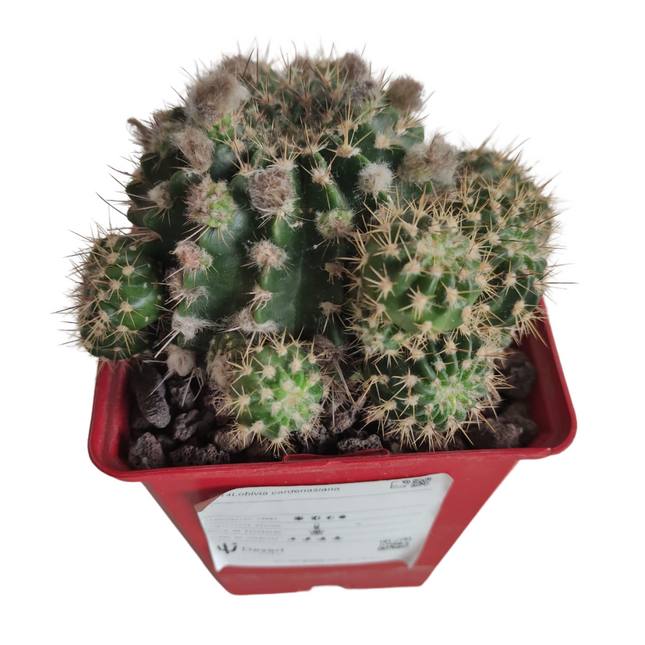 Lobivia cardenasiana