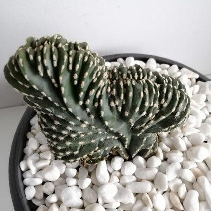 Lophocereus marginatus f. cristata