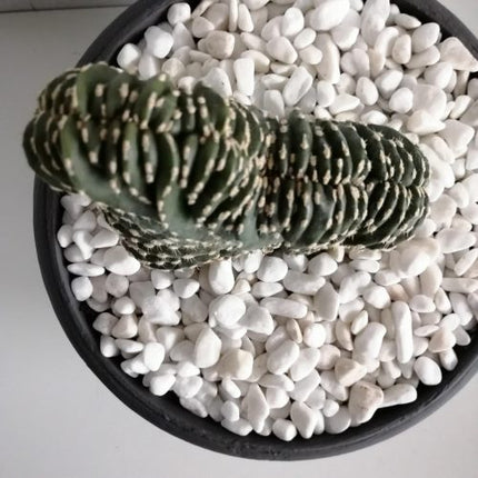 Lophocereus marginatus f. cristata