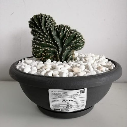 Lophocereus marginatus f. cristata