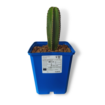 Lophocereus marginatus (Marginatocereus marginatus)