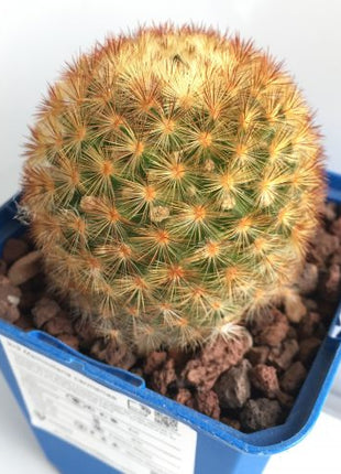 Mammillaria carmenae 'S' y 'M' - DesertSTORE.es