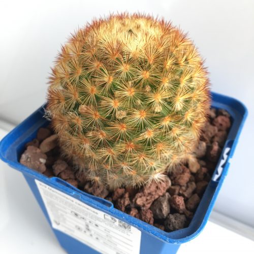 Mammillaria carmenae 'S' y 'M' - DesertSTORE.es