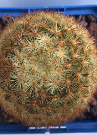 Mammillaria carmenae 'S' y 'M' - DesertSTORE.es