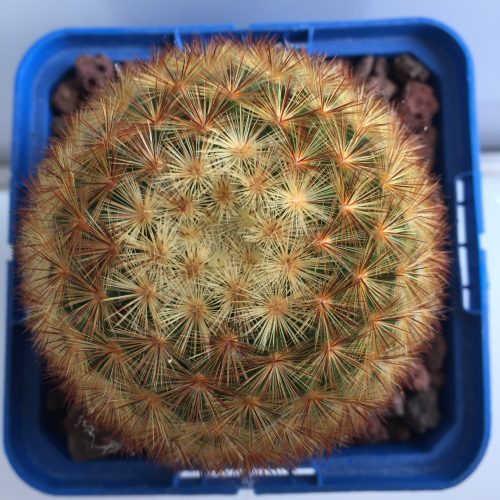 Mammillaria carmenae 'S' y 'M' - DesertSTORE.es