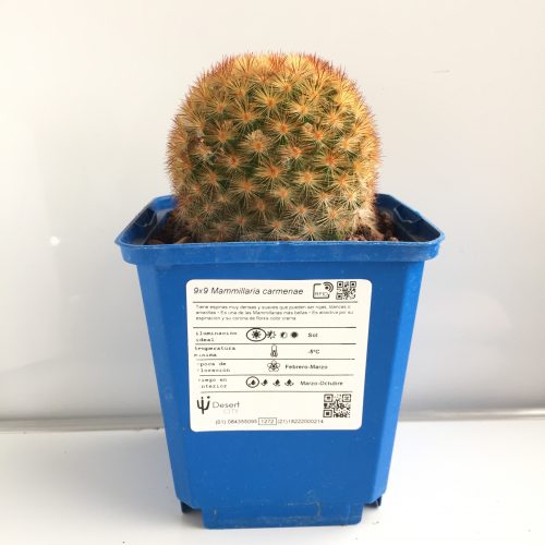 Mammillaria carmenae 'S' y 'M' - DesertSTORE.es