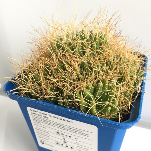 Mammillaria decipiens subsp. camptotricha 'S' y 'M' - DesertSTORE.es