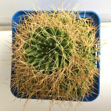 Mammillaria decipiens subsp. camptotricha 'S' y 'M' - DesertSTORE.es