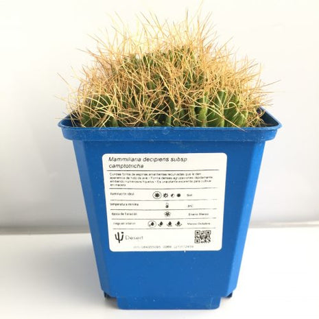 Mammillaria decipiens subsp. camptotricha 'S' y 'M' - DesertSTORE.es