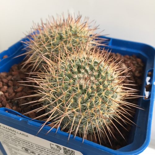 Mammillaria geminispina 'S' y 'M' - DesertSTORE.es