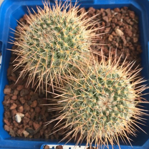 Mammillaria geminispina 'S' y 'M' - DesertSTORE.es