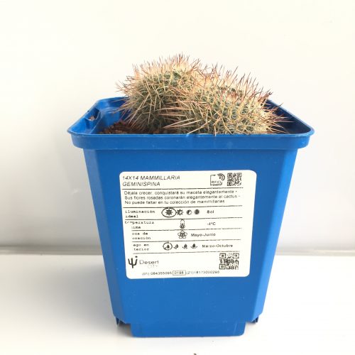 Mammillaria geminispina 'S' y 'M' - DesertSTORE.es