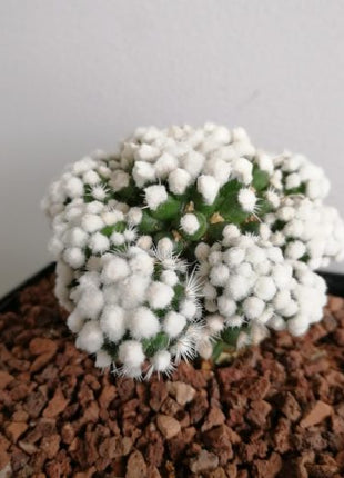 Mammillaria gracilis 'Raupe'