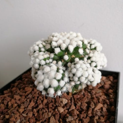 Mammillaria gracilis 'Oruga'