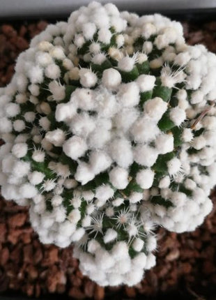 Mammillaria gracilis 'Raupe'