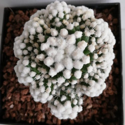 Mammillaria gracilis 'Oruga'