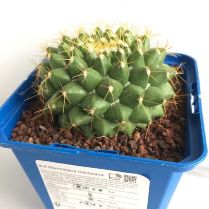 Mammillaria marksiana 'S' y 'M' - DesertSTORE.es