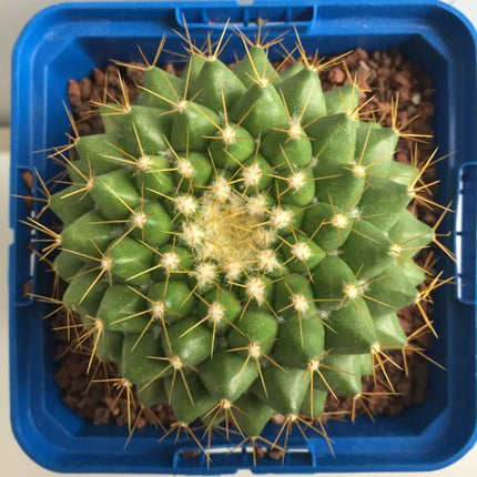 Mammillaria marksiana 'S' y 'M' - DesertSTORE.es