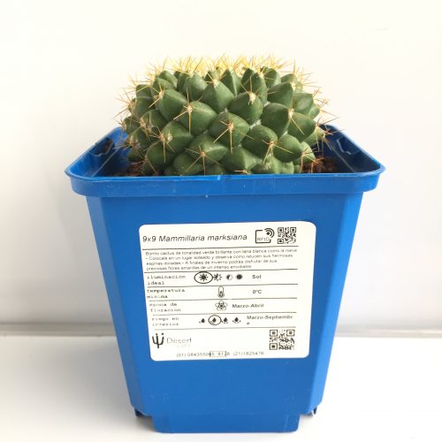 Mammillaria marksiana 'S' y 'M' - DesertSTORE.es