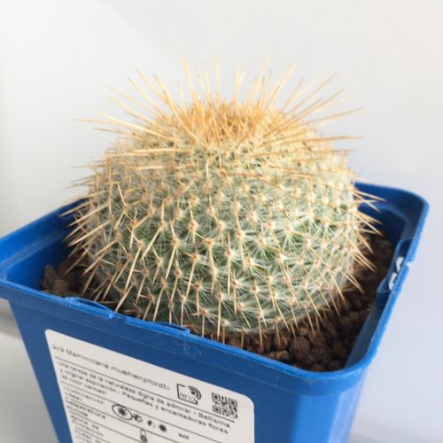 Mammillaria muehlenpfordtii 'S' - DesertSTORE.es