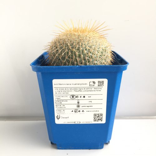 Mammillaria muehlenpfordtii 'S' - DesertSTORE.es